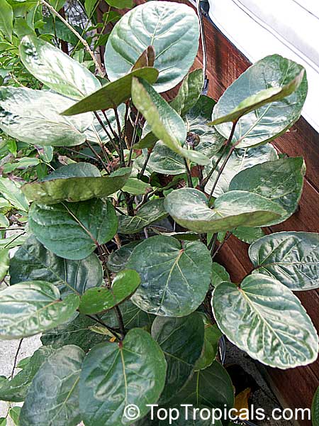 Dinner Plate Aralia